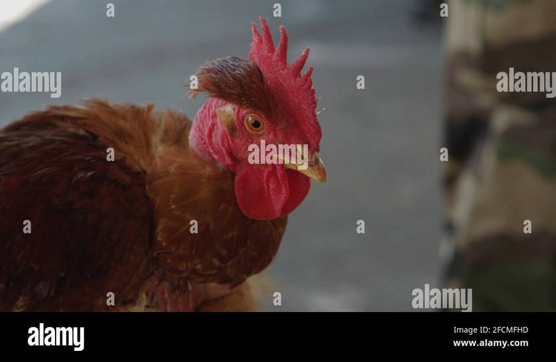 Découvrez les Nouveautés du Site Officiel de Chicken Road 2 en Ligne Casino - aperçu